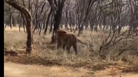 Two powerful and magnificent tigers, locked in a fierce battle.