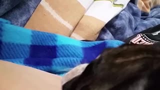 Black and white on blue blanket licks owners arm