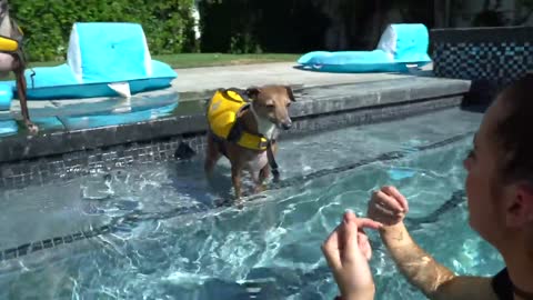 A day at Pool with my dogs(Teaching my dogs to swim)