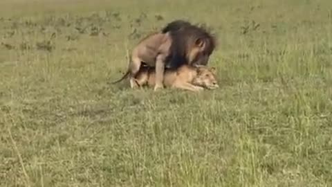 Lions get horney