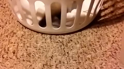 Just a clip of Baby Nibbles and the laundry basket
