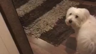 Woman opens and closes door near her white dog