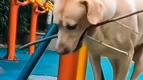 Entertainment funny cat & dog video