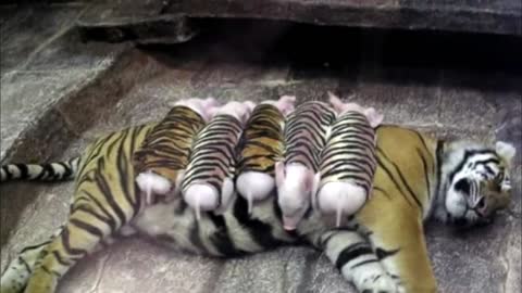 Watch Wonderful Animals Who Adopted Babies Of Different Species