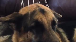 Dog super relaxed by scalp massager