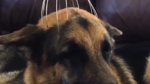 Dog super relaxed by scalp massager