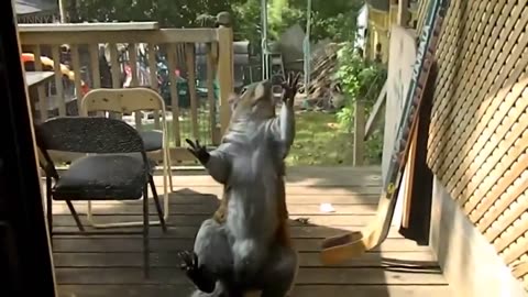 Fun with squirrels.