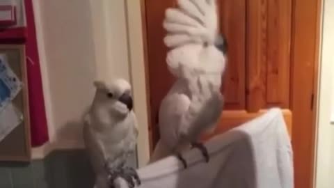 Funny Video with Dancing Cockatoos