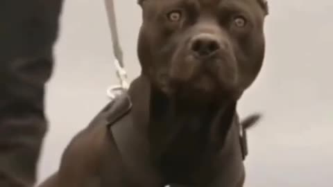 Dog 🐕 Pitbull angry 😡