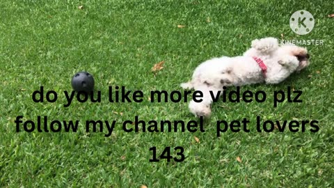 Dog videos and moments