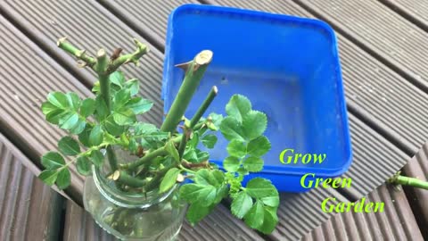 How to grow rose cuttings in water