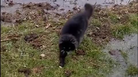 cat walking on water