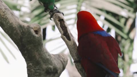 two parrots