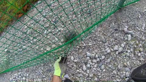 Cyclist Rescues Seven Turtles along Trail