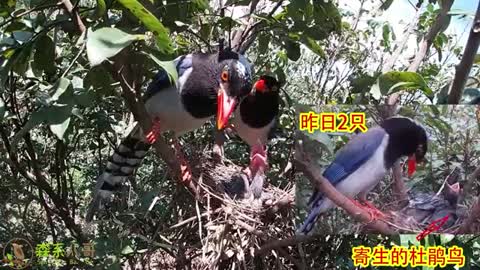 two cuckoo birds