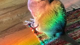 Cat Relaxes in a Rainbow