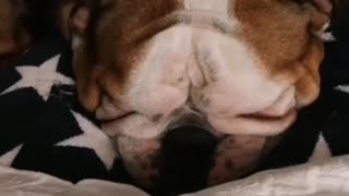 English Bulldogs conduct fantastic snoring symphony