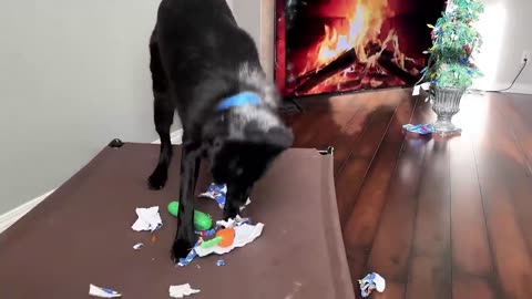 Snoopy Unwraps Presents on His First Christmas a dog
