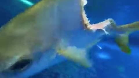 Fish swimming despite massive bite in its body