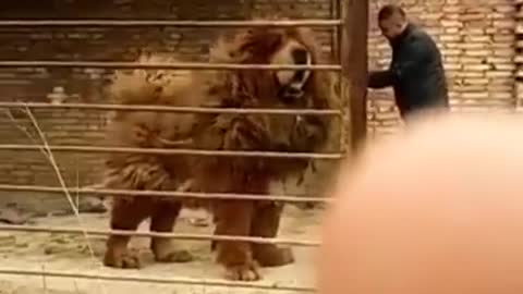 Huge Dog 🐕 Tibeten Mastiff