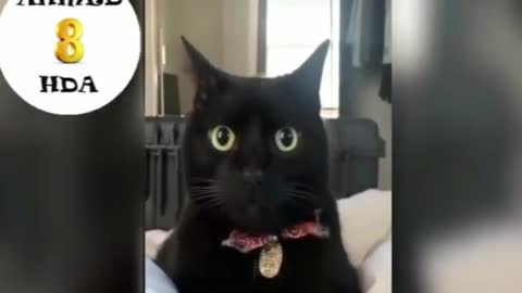 A Compilation of Funny Even Crying Cats - 2021