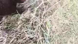 Black dog loves hay and rolls down it towards water