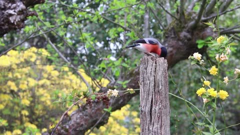 Bullfinch Finch Bird .funny bird