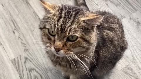 3 Second Shorts Series! Cute Cat! #shorts #cute