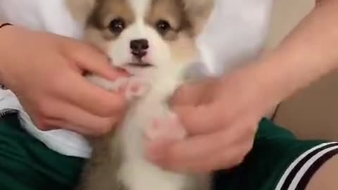 Cute puppy "Hooman play with me."