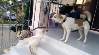 This rooster gets a little Cocky towards the dog!!
