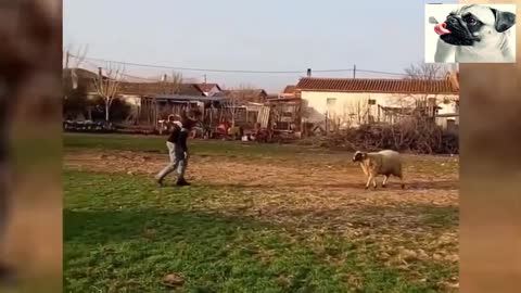 Sheep Attacking People Compilation - Funniest Animals Videos 2021