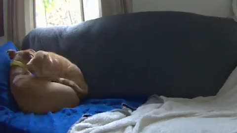 cat and dog sleep together