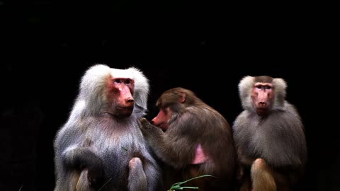 baboons,animal,louse,monkeys,zoo animal,primates,cloak baboon , video