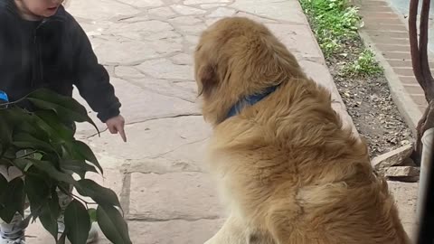 Boy Comforts Bandaged Dog