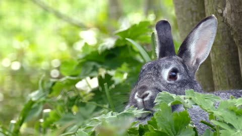 Rabbit cute video