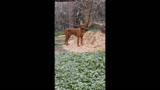 RARE African Lion Hound in Aussie Spring Snow