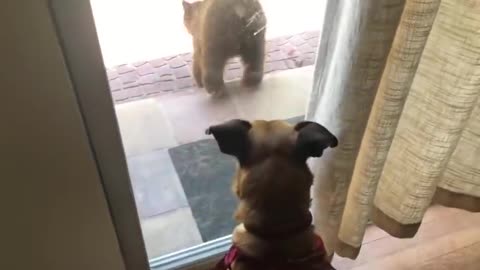 Dog Gets Shocked After Waking Up to Bear Outside Staring at Them Through Glass Door