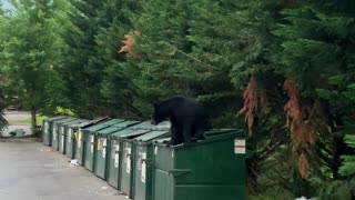 Bear Caught Climbing Out of Dumpster