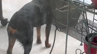 I think my Rotty is broken.