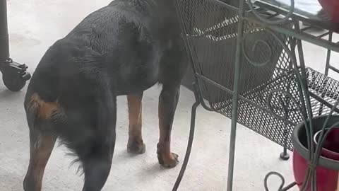 I think my Rotty is broken.