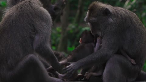 Baby monkey cuddling brother