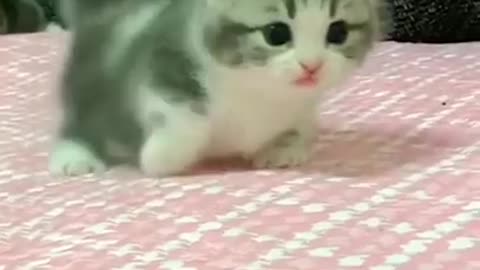 bayi kucing comel banget