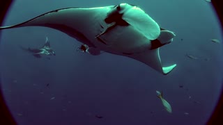 Three Manta Rays Dance and Swim with Diver