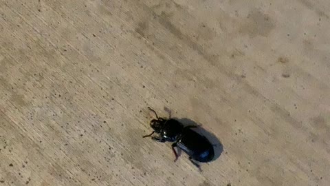 Beetle On the Run!