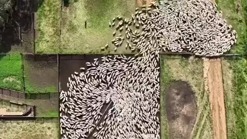 Aerial View of Two Dogs Herding Hundreds of Sheep Flawlessly