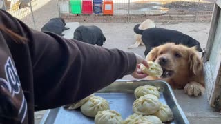 I made the duck stuffed buns for my dog today, and they were very filling!
