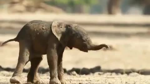 Baby elephant takes its first steps