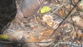 9 Banded Armadillo digging for food.