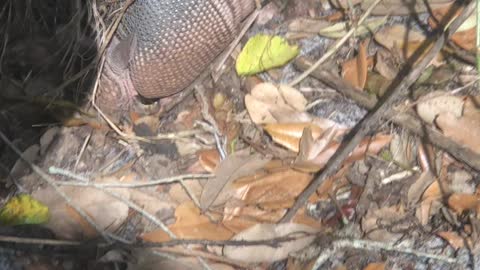 9 Banded Armadillo digging for food.