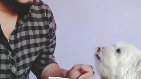 amazing - dog helps owner lick money